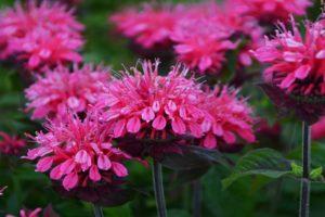 Planting and caring for monarda in the open field, the best varieties and cultivation