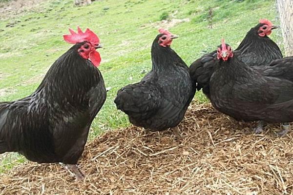 poulets noirs