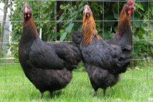 Description et caractéristiques de la race noire de poulets de Moscou, production d'œufs