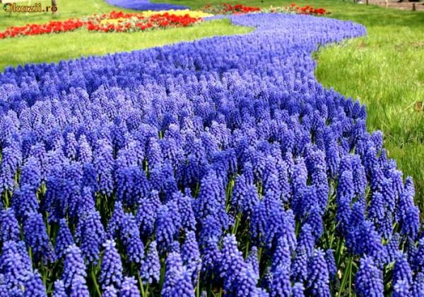 muscari dans le jardin