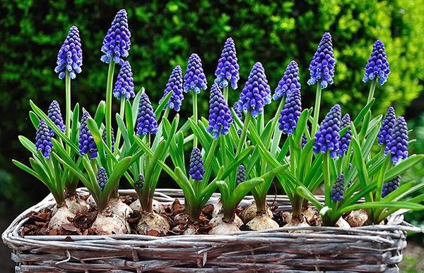 plantation en parterres de fleurs