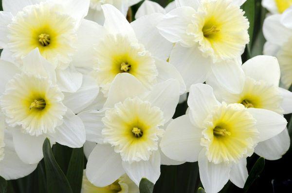 narcisos híbridos