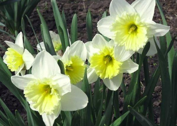 fleurs blanches