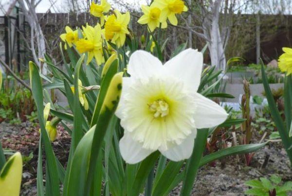 jonquilles en fleurs