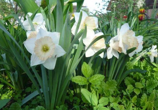 jonquilles dans le jardin