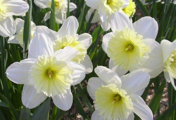 jonquilles en fleurs