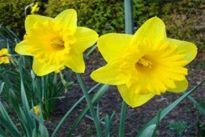 Description of the Dutch Master daffodil variety, planting and care rules