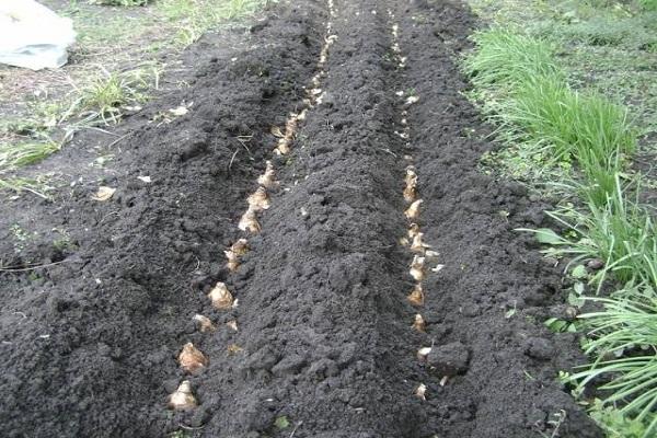 planted daffodil