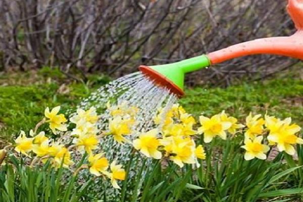 watering flowering