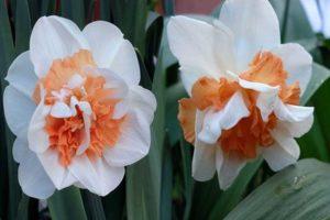 Description and features of the Narcissus Delnasho variety, planting rules and plant care