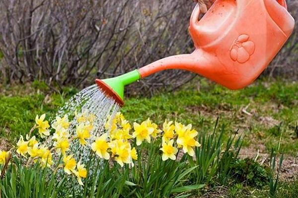 watering flowers