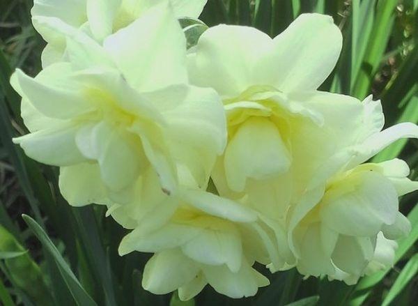 bloem narcis