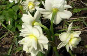 Description et caractéristiques de la variété Erlichir narcissus, plantation et entretien