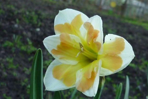 flor en el campo