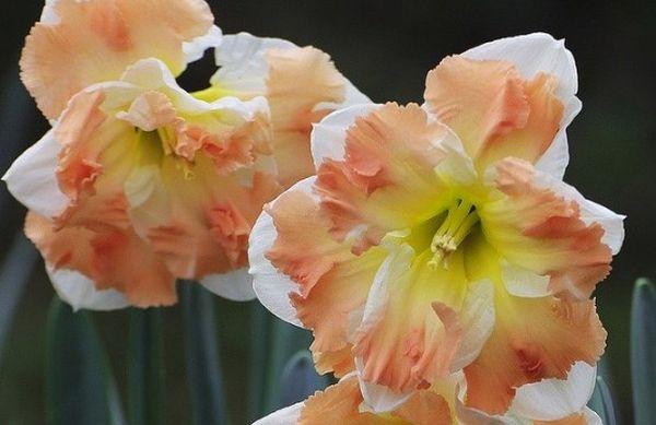 narcisos en el jardín