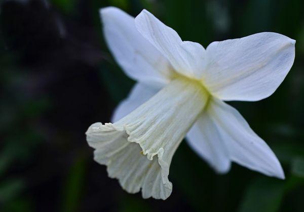 fleur blanche