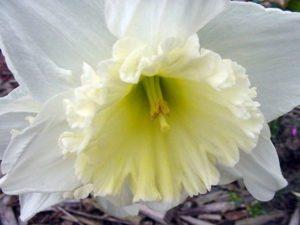 Description and characteristics of the Mount Hood narcissus, planting and care