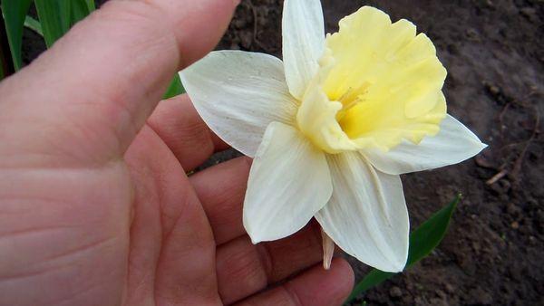 narciso en flor