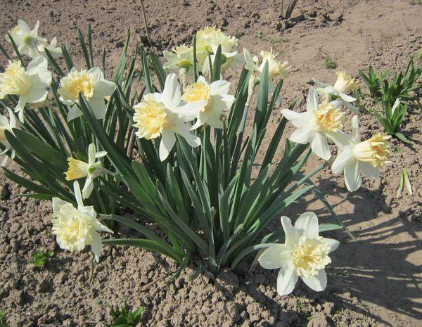 flores en el jardin