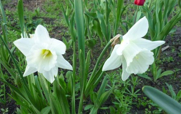 narcisos en flor