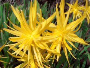 Description and features of the narcissus variety Rip van Winkle, planting rules and care