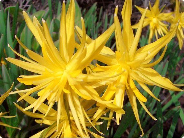 jonquilles en éponge