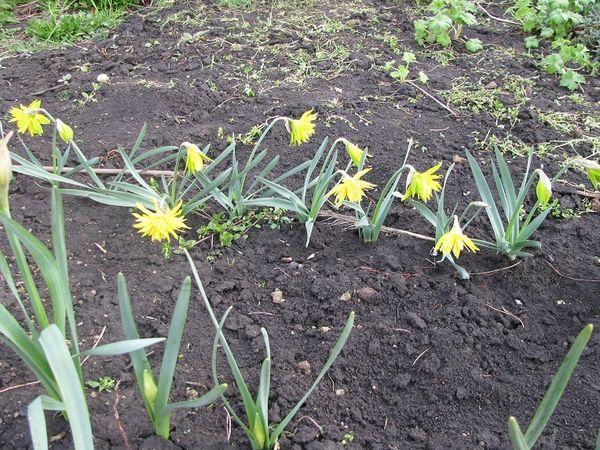 jeunes jonquilles