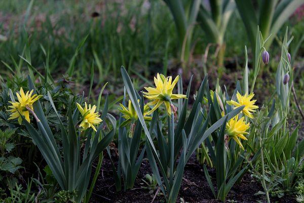 nourrir les jonquilles