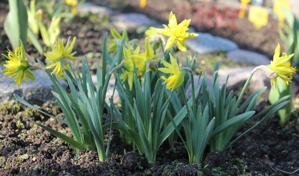 narcisos en el jardín