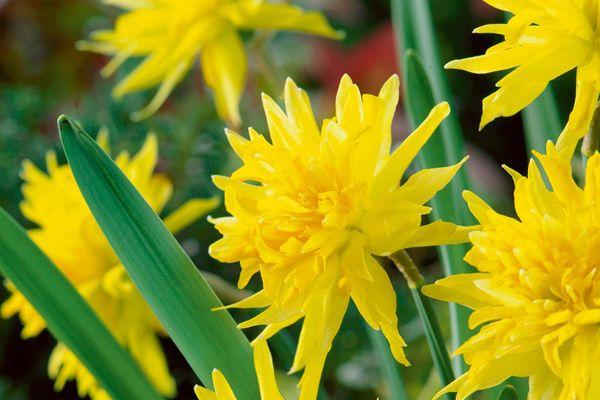 jonquilles en fleurs