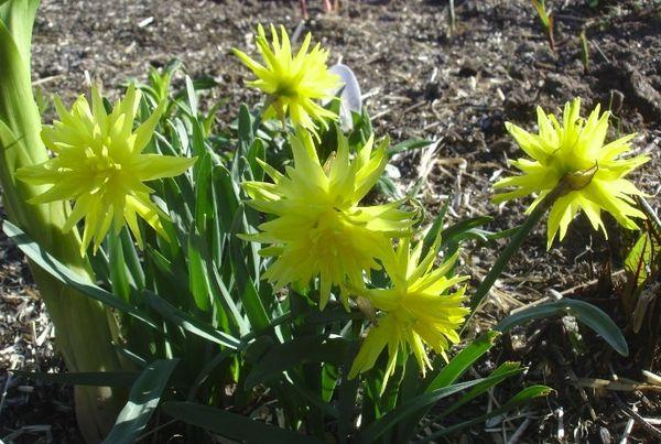 arrosage des jonquilles