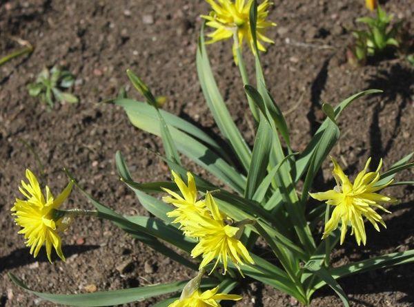 plantation de jonquilles