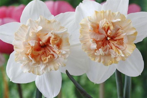 jonquilles de fleurs