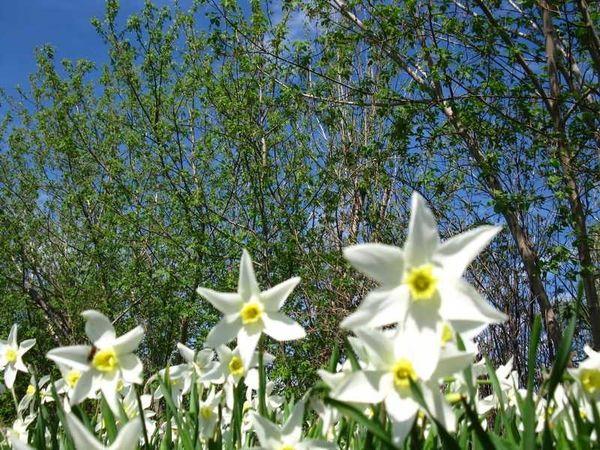 narcisos en el campo