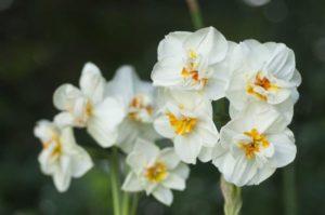 Description de la variété de jonquille Sir Winston Churchill, règles de plantation et d'entretien