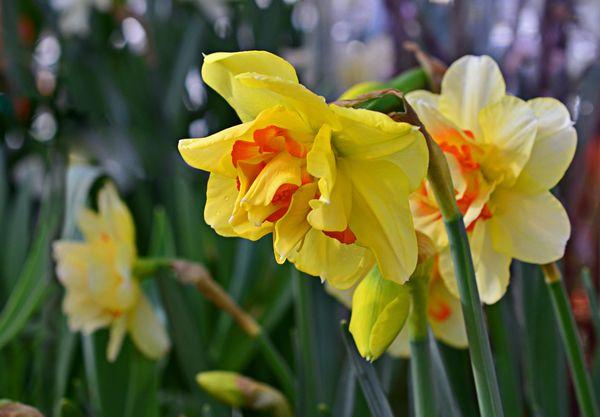 flores de narciso