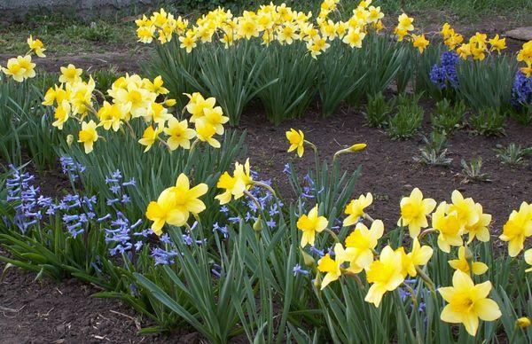 narcisos en el jardín