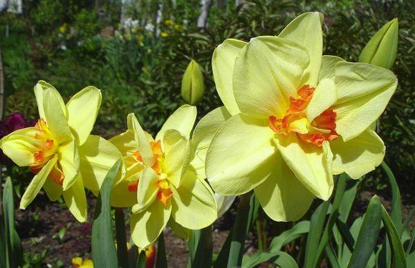 cuidando narcisos