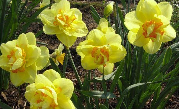 narcisos en crecimiento