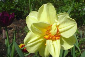 Description and characteristics of the Tahiti narcissus variety, care and application