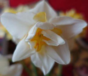 Descripción y características de la variedad narciso White Lyon, plantación y cuidado.