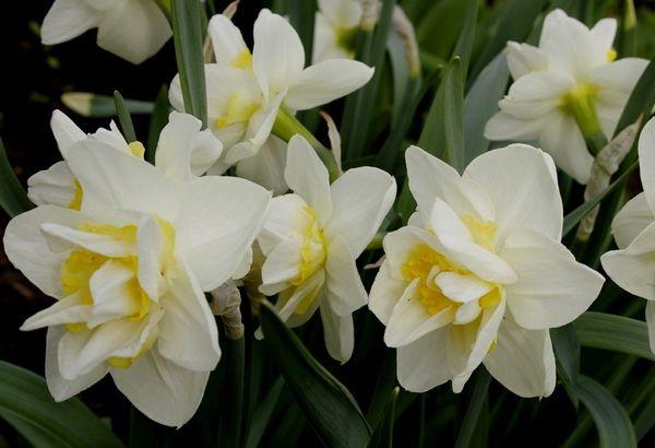 jonquilles blanches