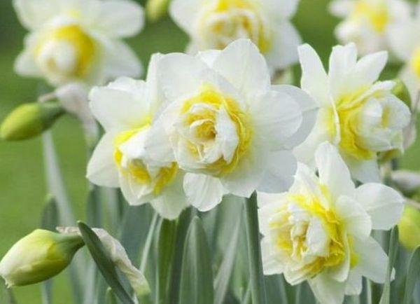 njega narcis