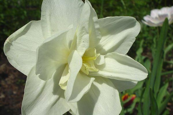 White flower