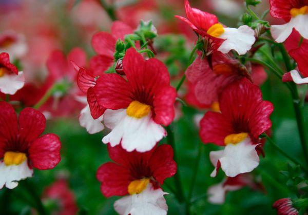 bushes of nemesia