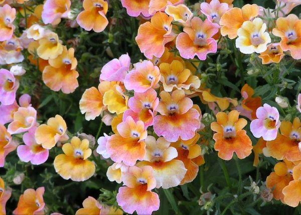 nemesia goiter