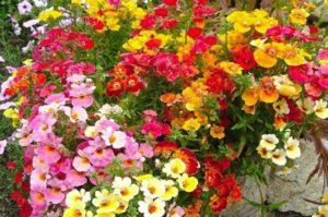 Características del cultivo de nemesia a partir de semillas, plantación y cuidado en campo abierto.