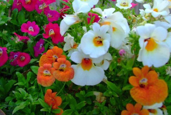 Goiter nemesia