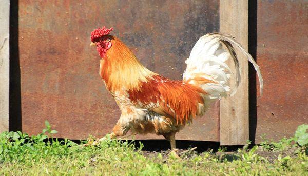 rooster in hen house