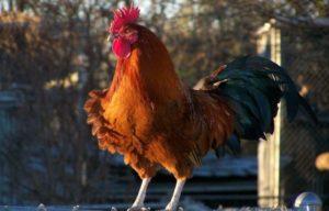 Une poule sans coq peut-elle pondre des œufs, a-t-elle besoin d'un oiseau pour la production d'œufs?